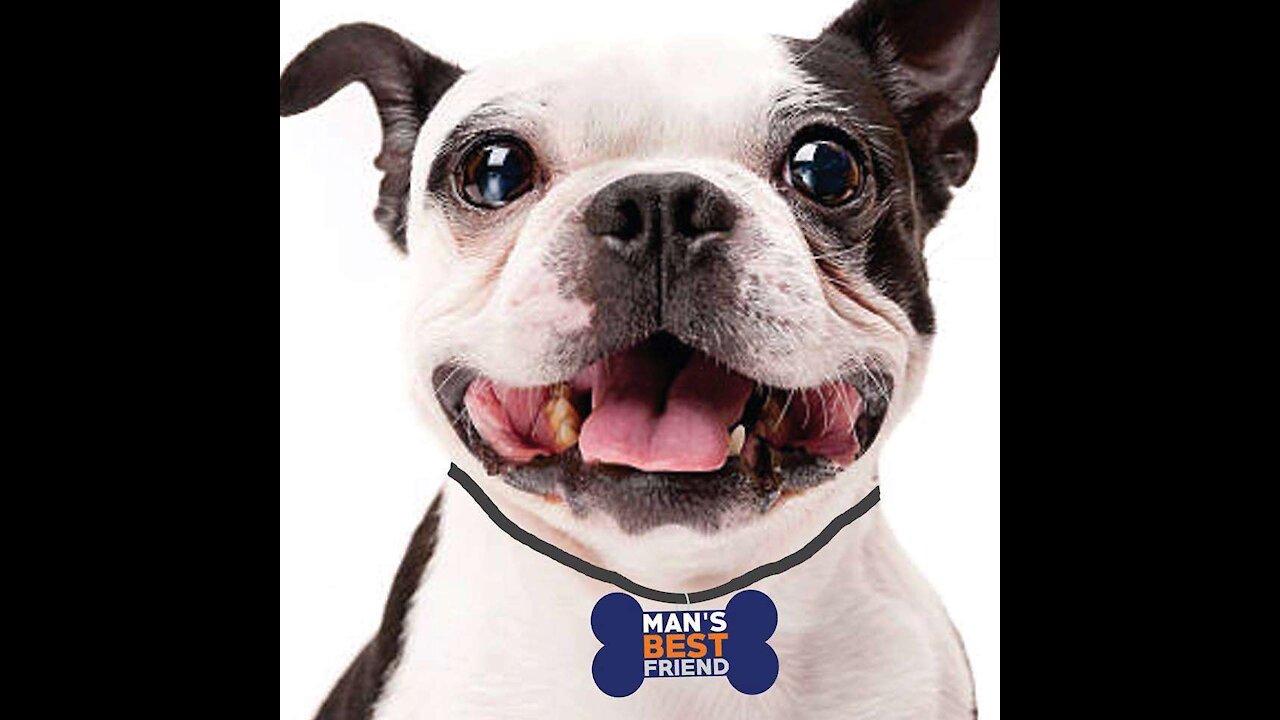 Funny Dogs - Mans Best Friend
