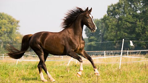 Equine Hernia Surgery with Horse Veterinarian Dr. Jenni Grimmett