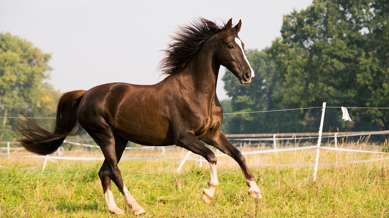 Equine Hernia Surgery with Horse Veterinarian Dr. Jenni Grimmett