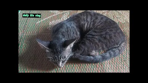 sleeping cats love roots in the middle of the house