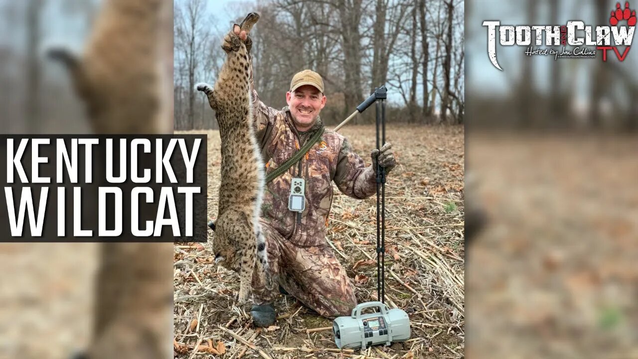 Kentucky Wildcat - Bobcat Hunting