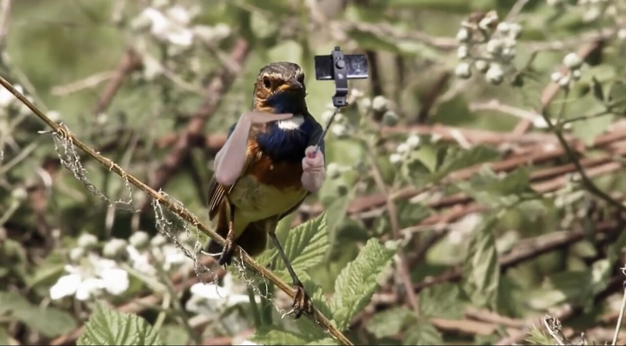 Birds with arms | curlykidlife