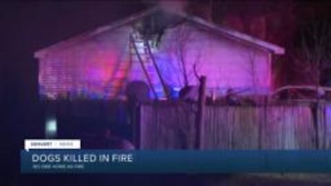 Home uninhabitable, 2 dogs die after fire in Bennett