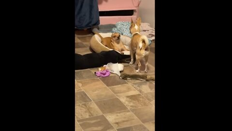 100% funny animal videos