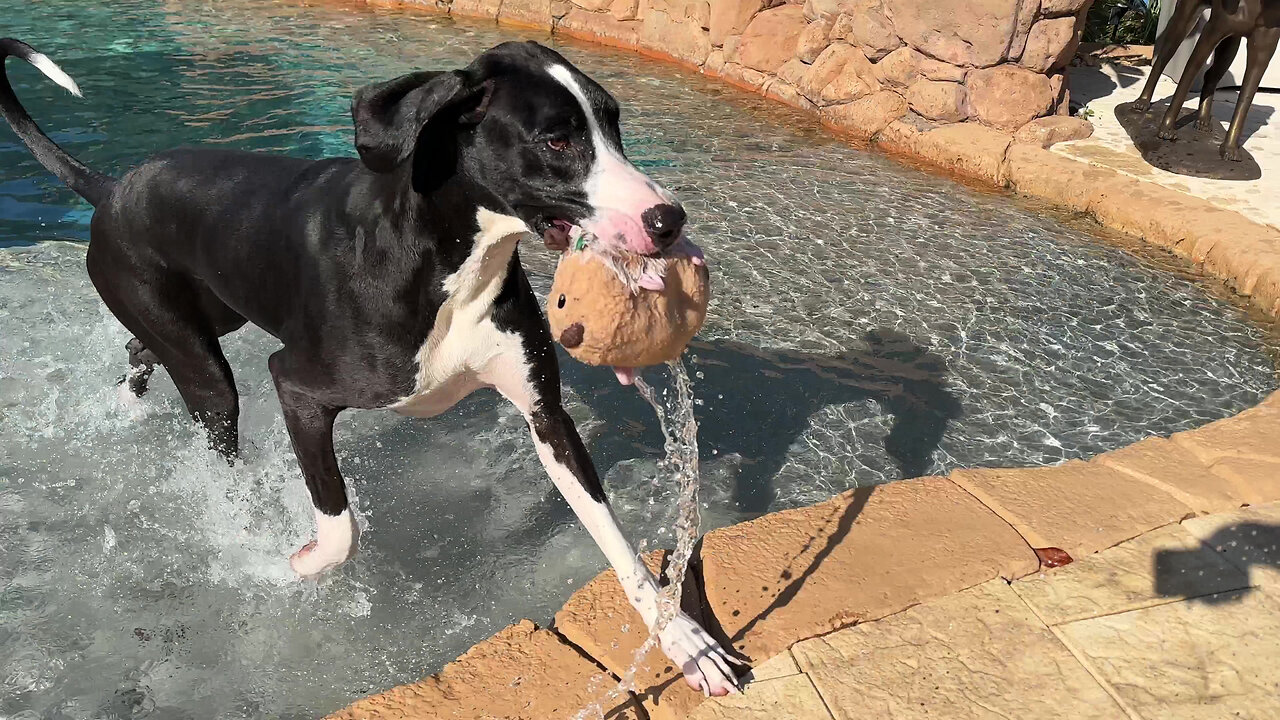 Funny Great Dane Swipes Stuffed Toy & Drops It In The Pool & Dirt