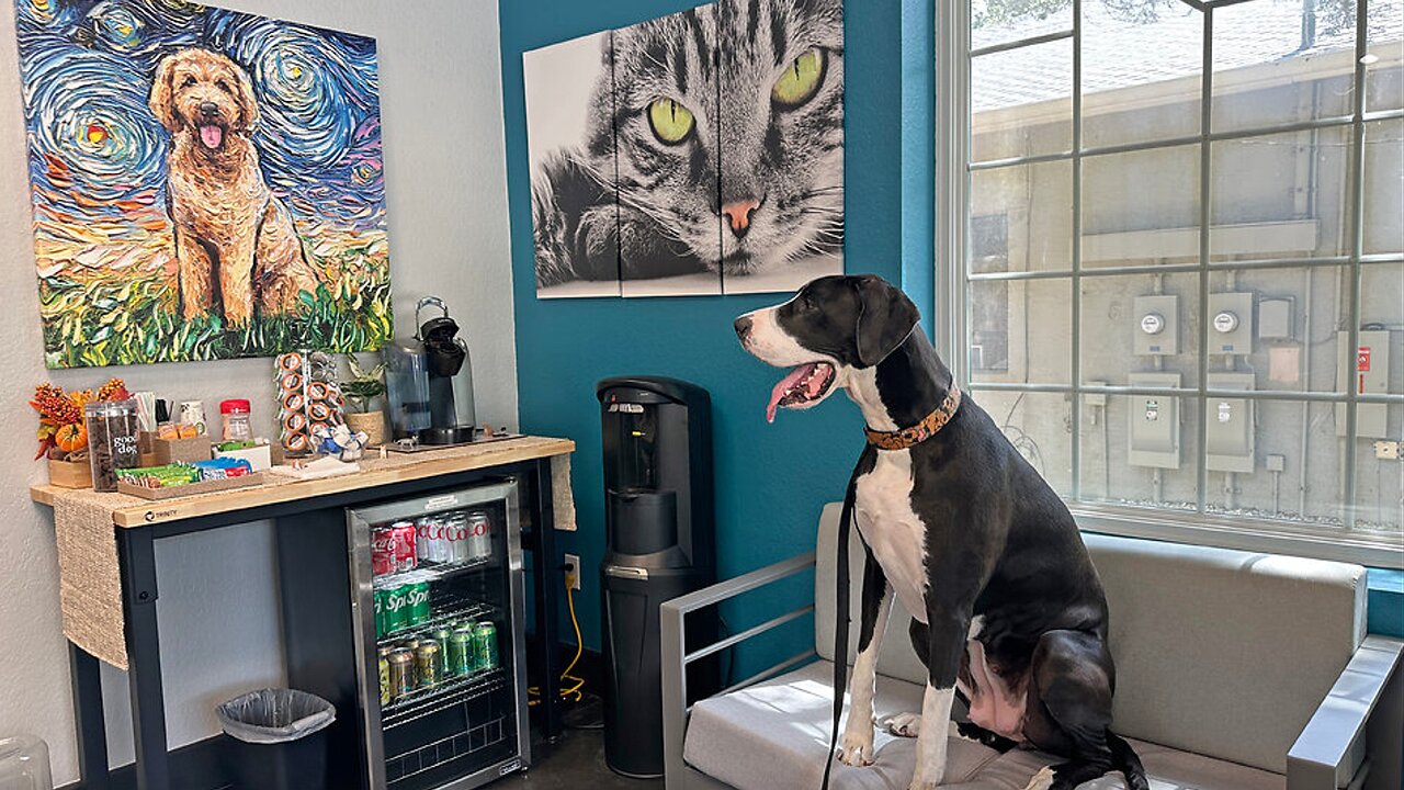 Great Dane not excited to go to the vet