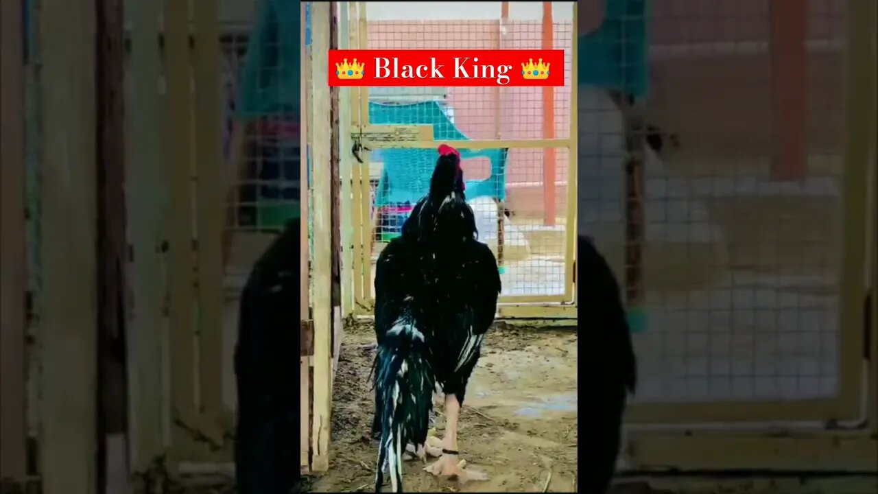 🔥 King Aseel 🔥 [Black King] #shorts #youtubeshorts #attitude #king #aseel #black #viralshorts #viral