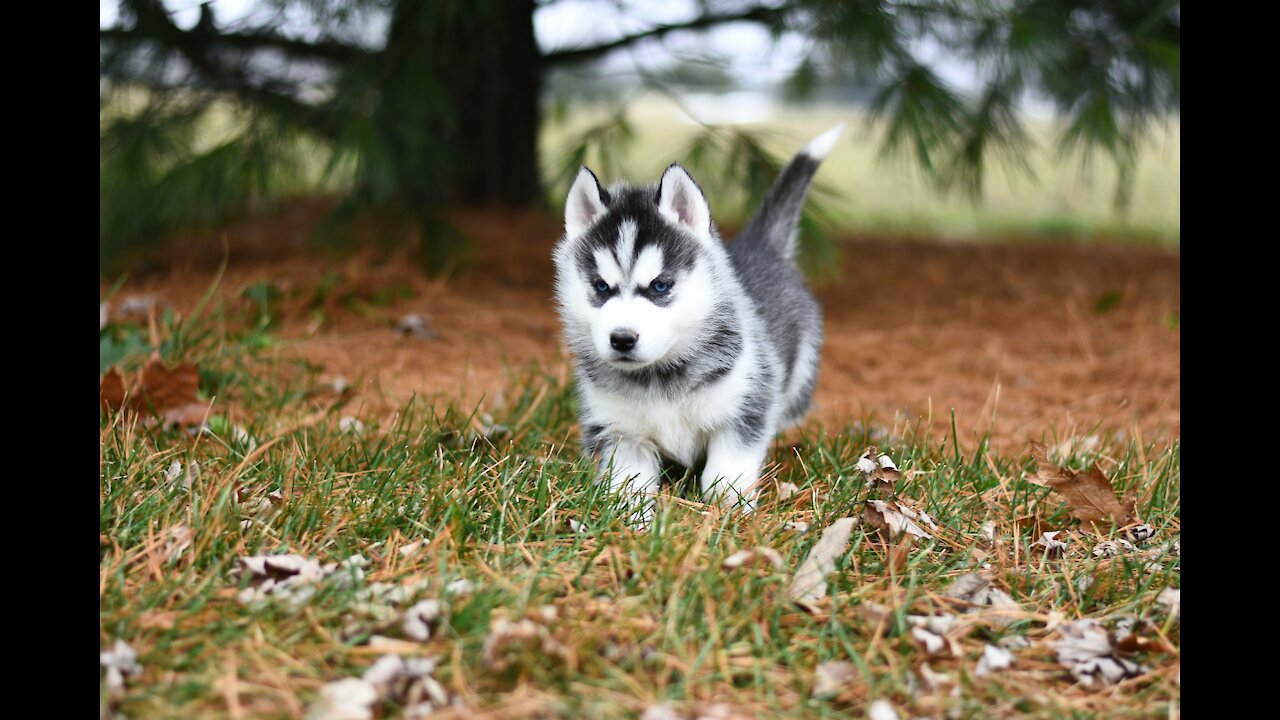 Best Way To Train Your "Excited" Dog To SIT In Under 5 Minutes...