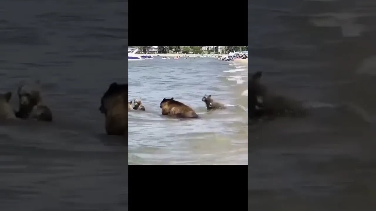 Urso Pardo tomando banho entre humanos #shorts