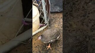 Older pekin duckling and guinea fowl keet