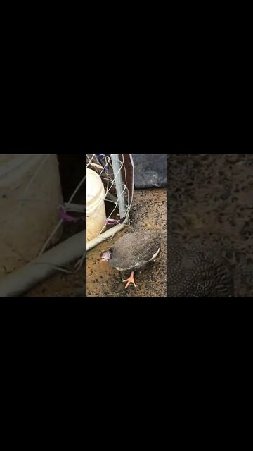 Older pekin duckling and guinea fowl keet