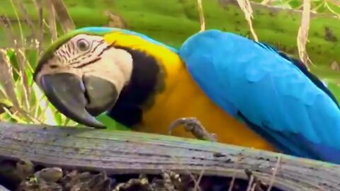 Macaws Singing Sound, Sound Effect