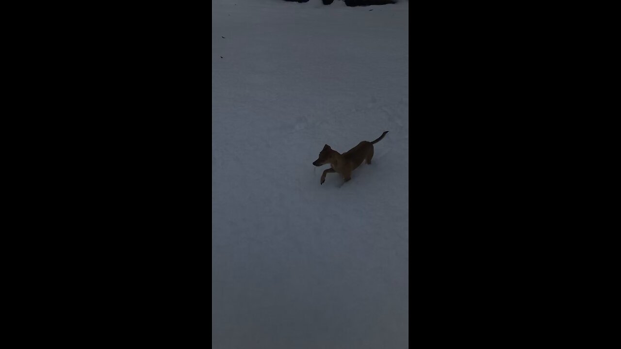 First snow day for this pup