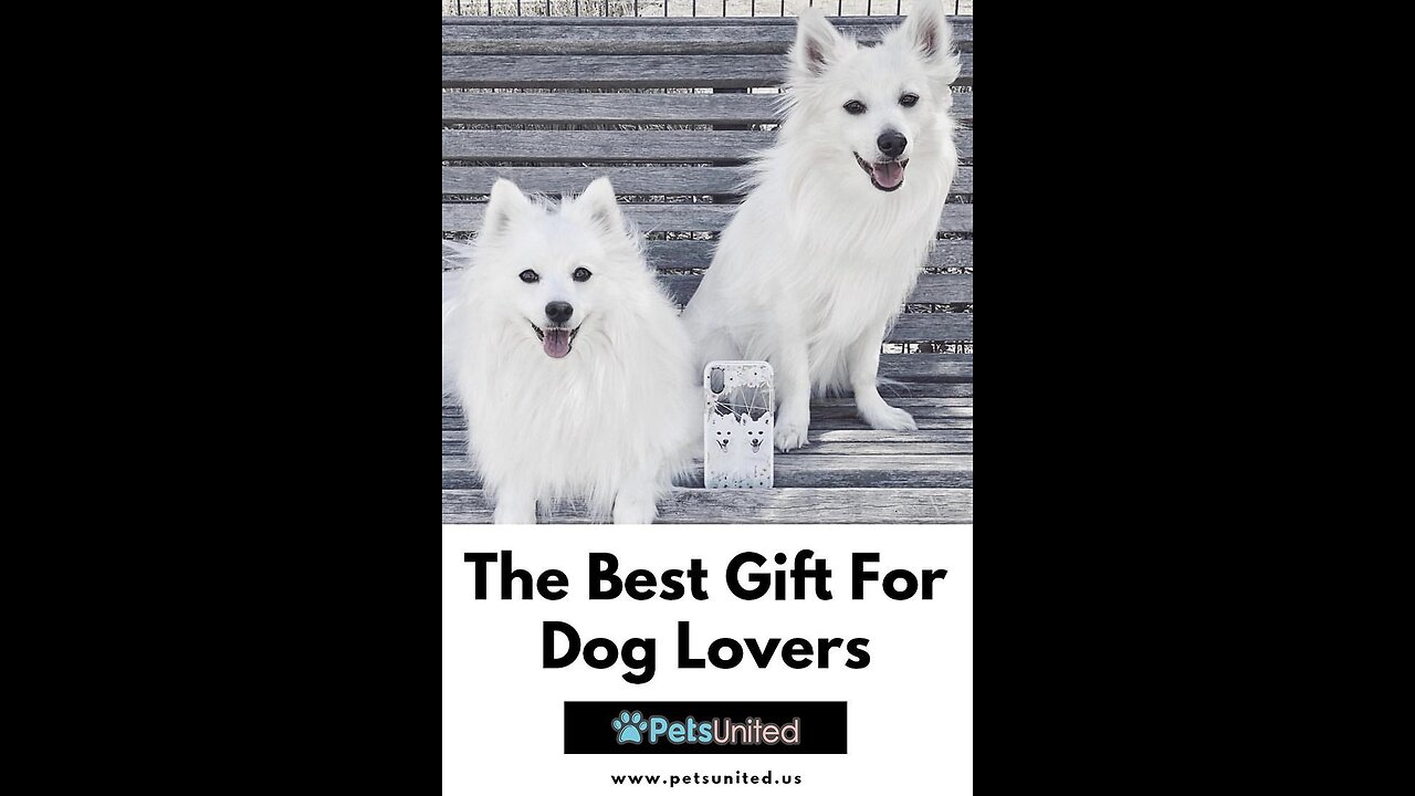 Amazing dogs with catwalk so much beautiful 🐕