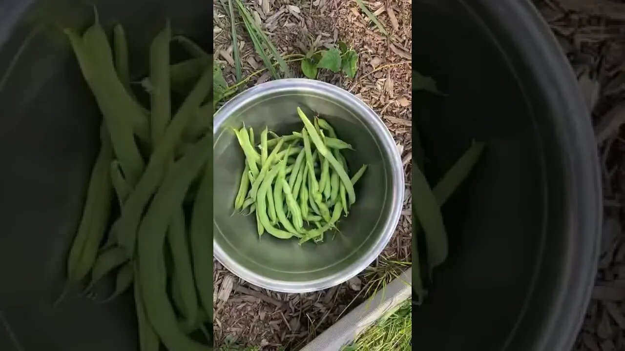 Green bean harvest. #farmers #urbanfarming #neighborhoodfarm #gardening #garden #gardenscapes