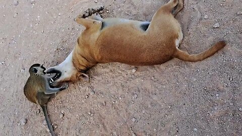 The friendship between the dog and the monkey is growing in a surprising way.