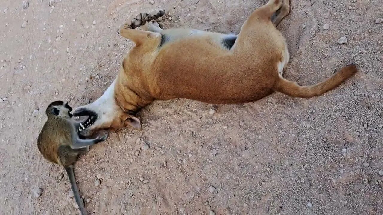 The friendship between the dog and the monkey is growing in a surprising way.