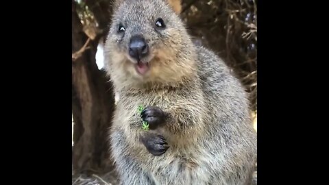 Cute funny Quokka -98