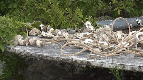 Local group helping preserve Southwest Florida's waters one oyster shell at a time