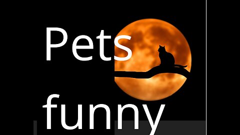 Pets funny videos