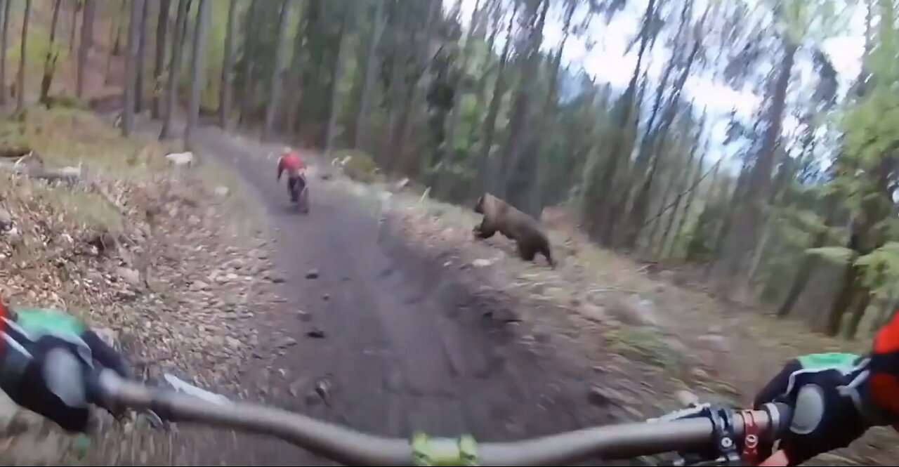 Bear chases after cyclists in a forest