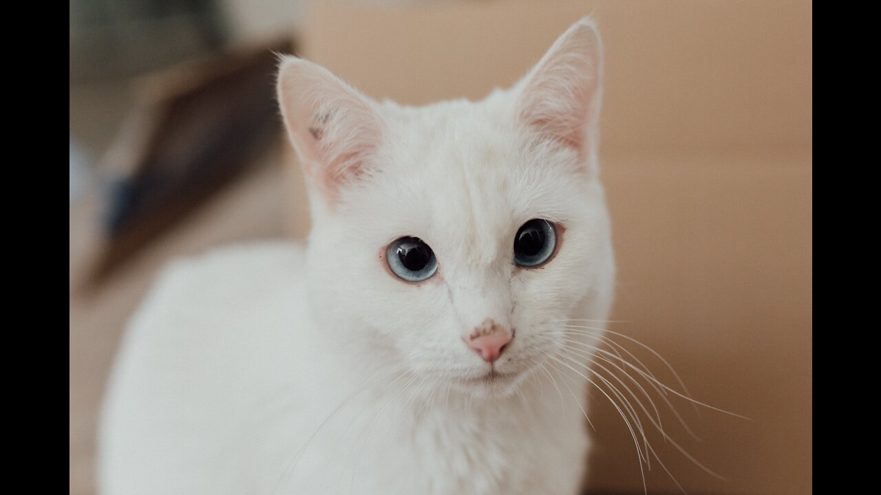 Funny animals compilation #100.