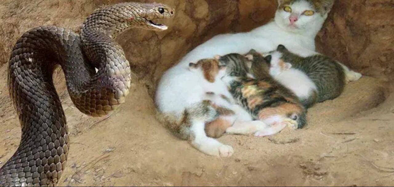 Predatory cat and snake khan