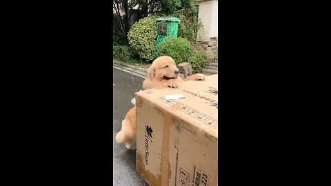 Dog pushing box