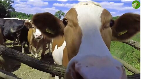 Cow Grazing and Relaxing with Soothing Nature Sounds