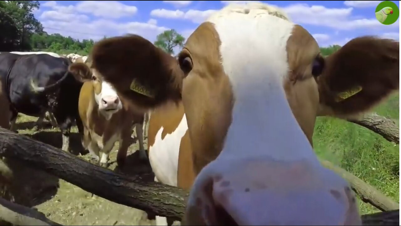 Cow Grazing and Relaxing with Soothing Nature Sounds