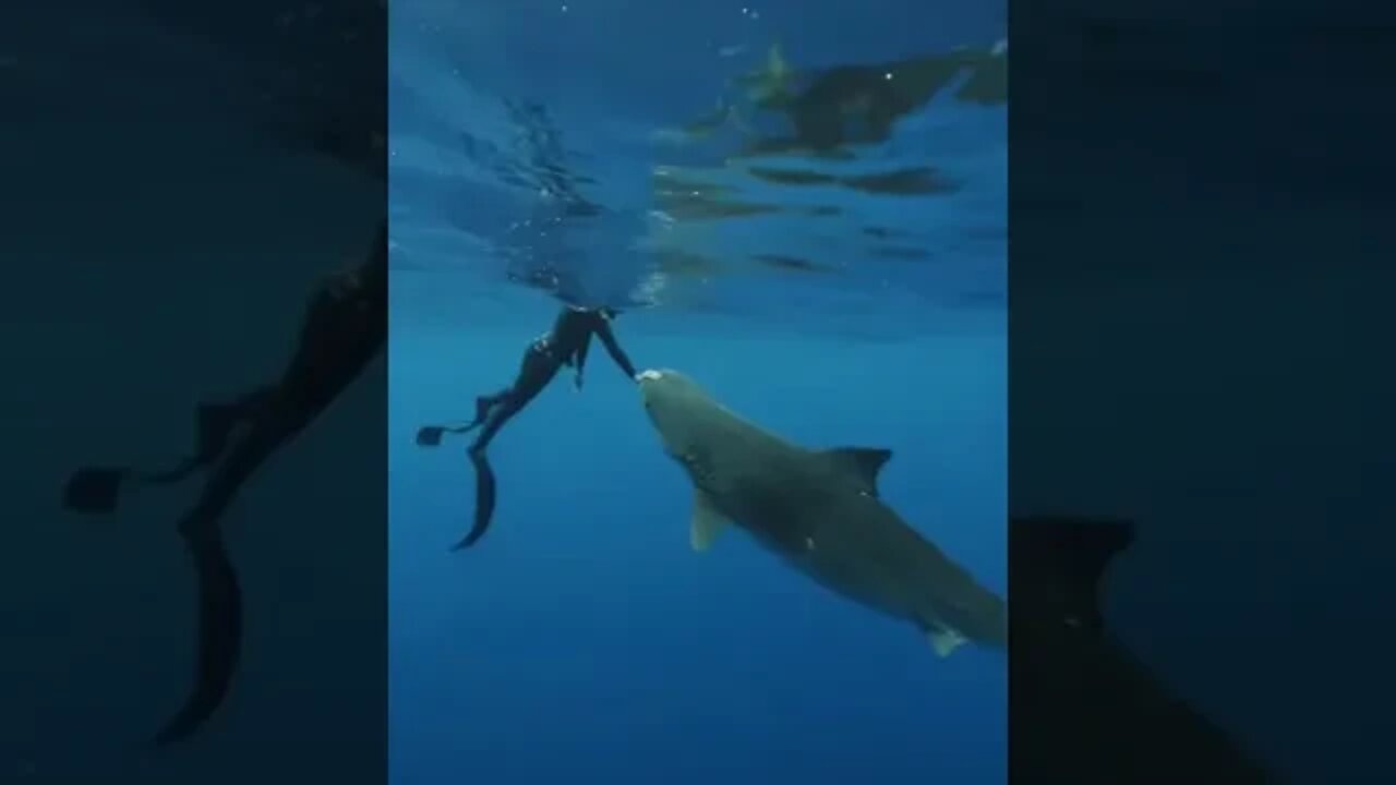 Diver redirects an approaching tiger shark