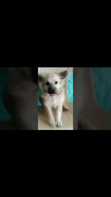 Puppy interrupts play🐶, mother dog comes and takes him home😍 #shorts #puppy #dog #doglover #pets