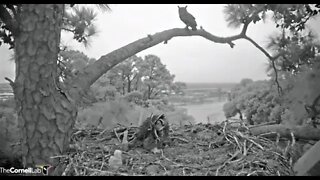 Dad, Mom, & Owlet Make Three 🦉 2/27/22 06:41