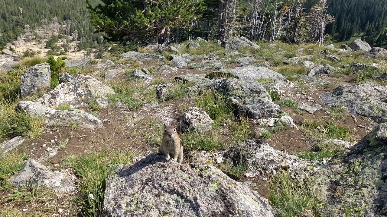 Friendly Chipmunk on a Mountain