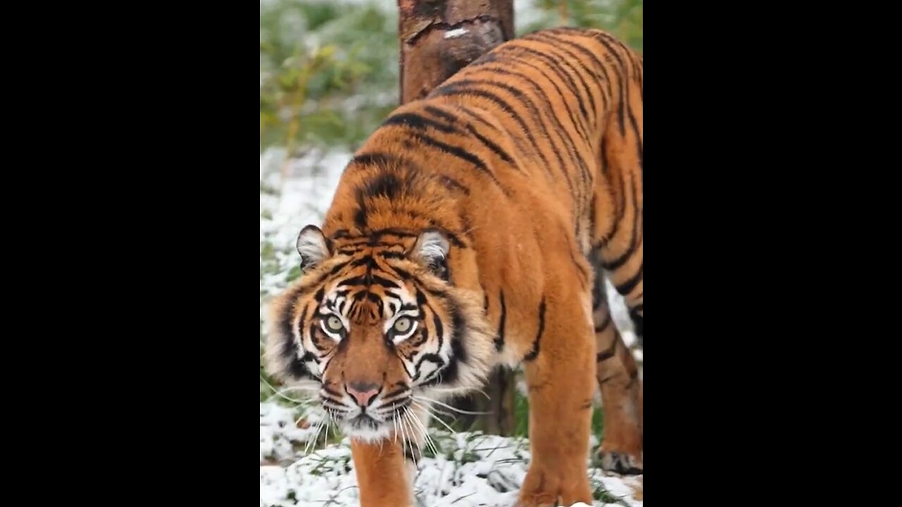 Tiger look l wild animals l Tiger dominance