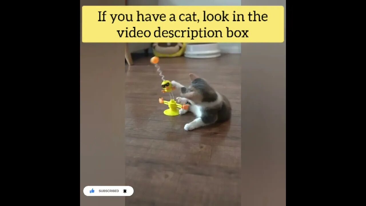 cute cat videos 😹 funny videos 😂103