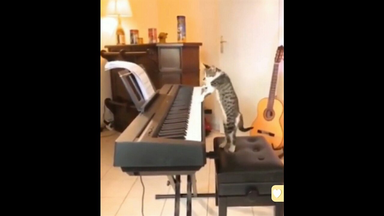 Best Funny Cat Video - Cute and Funny