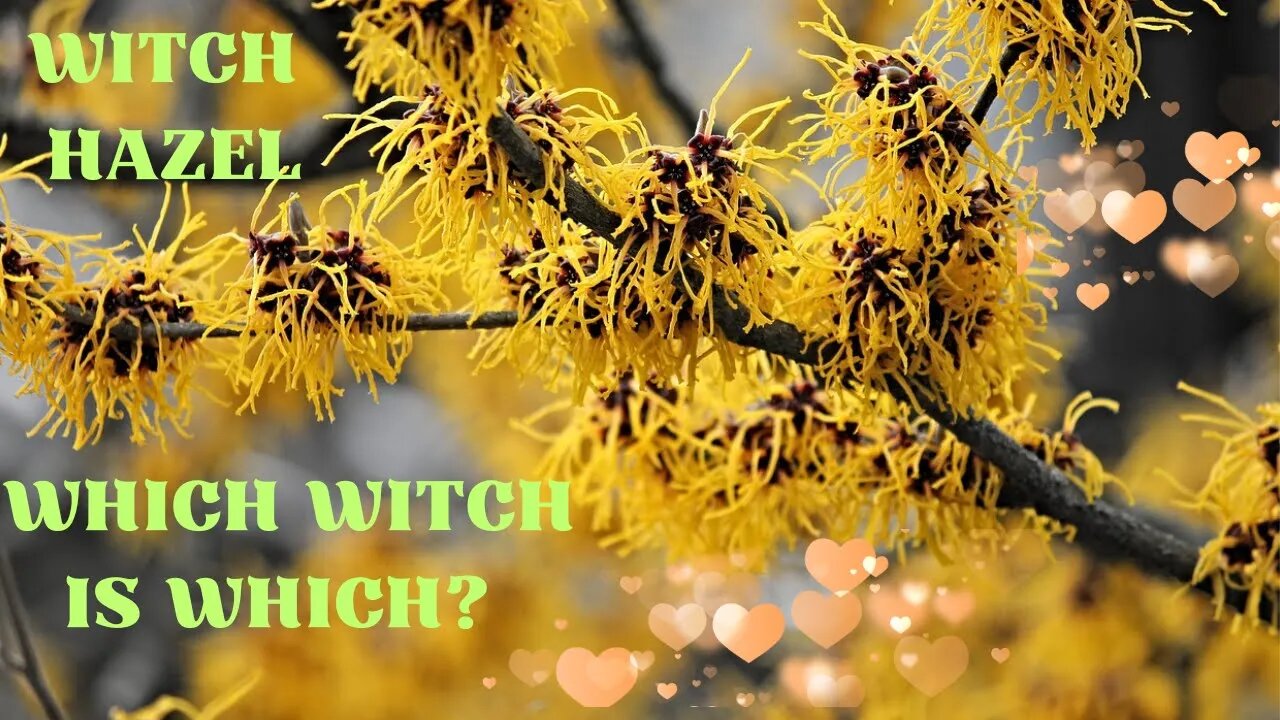 Witch Hazel - Which Witch is Which?