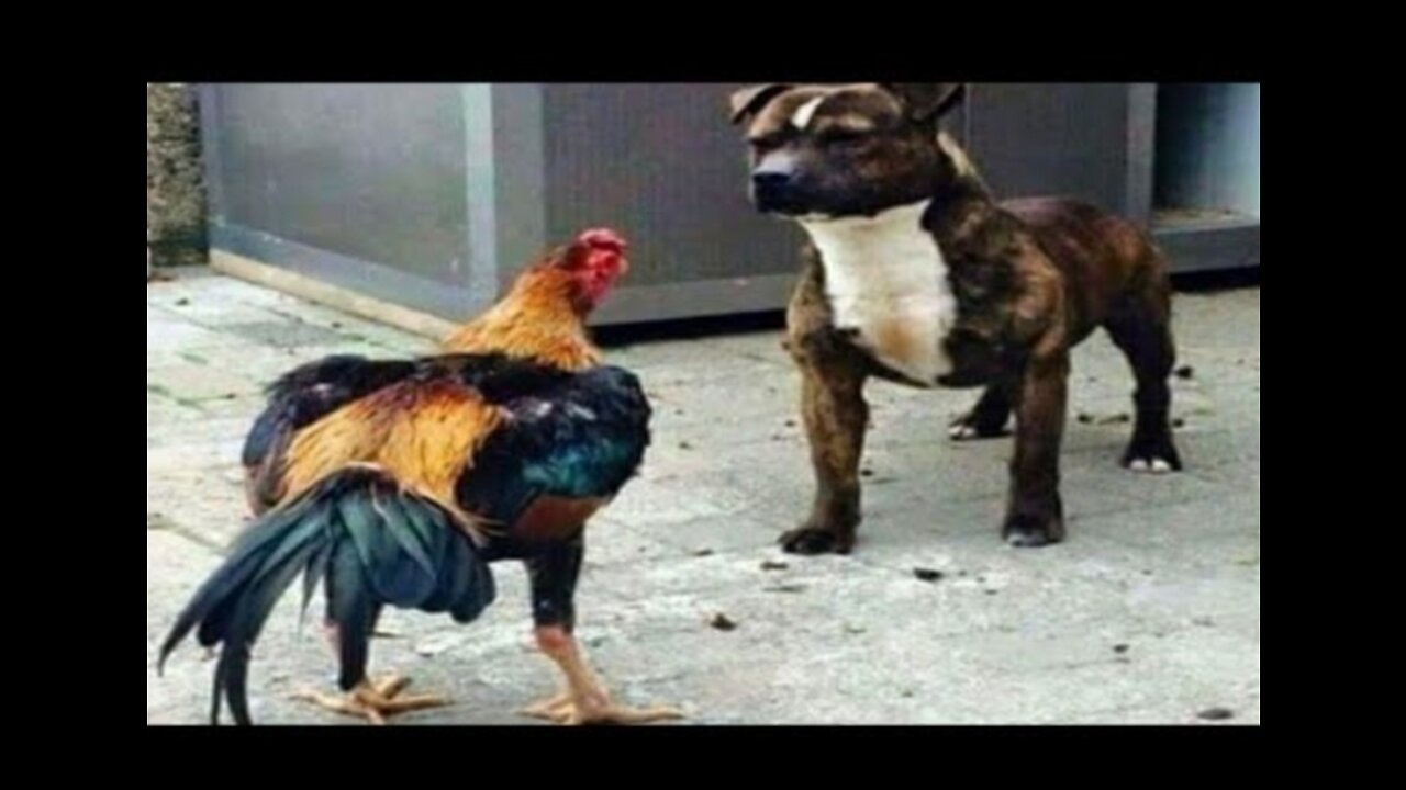 Rooster and dog When dog run like chicken_