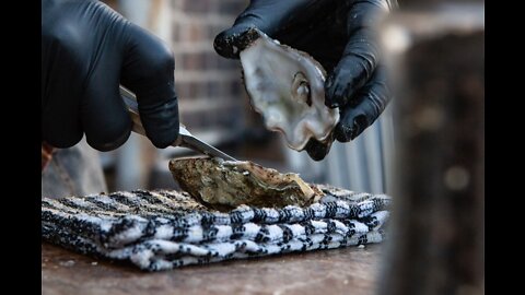 The Rise and Fall of New York Oysters