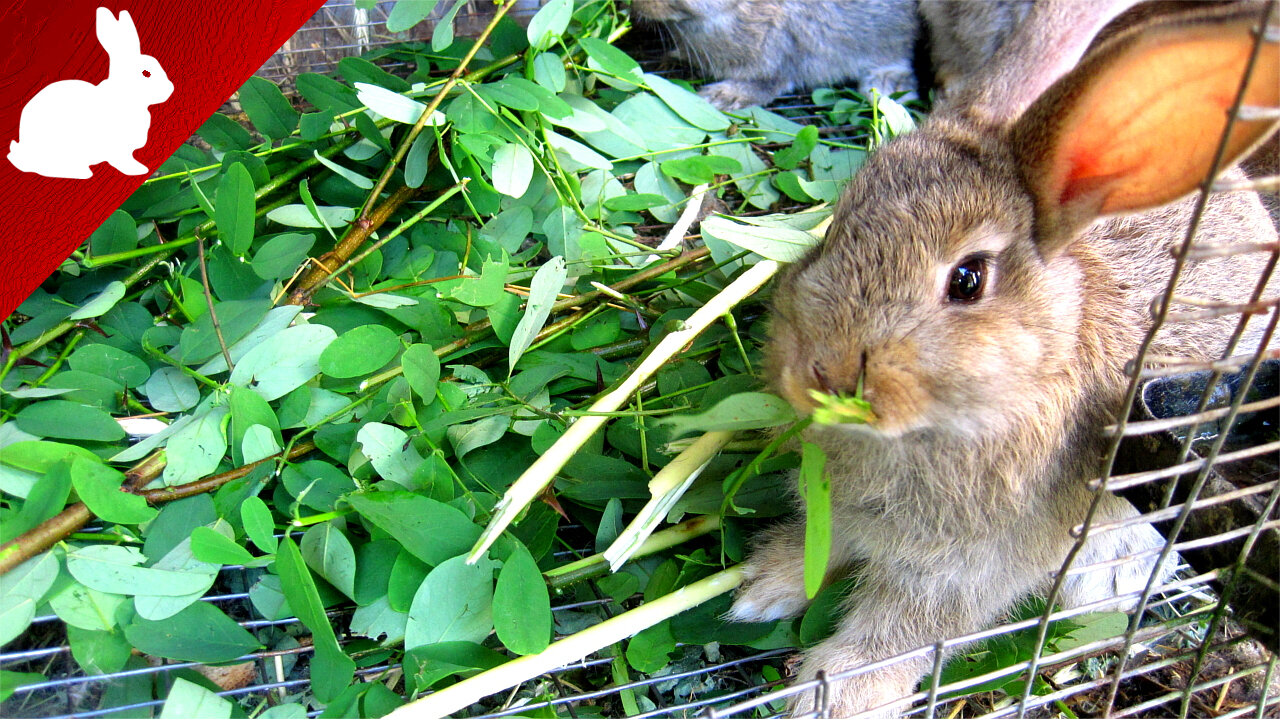 Rabbit Diet: Robinia pseudoacacia - Βlack Locust