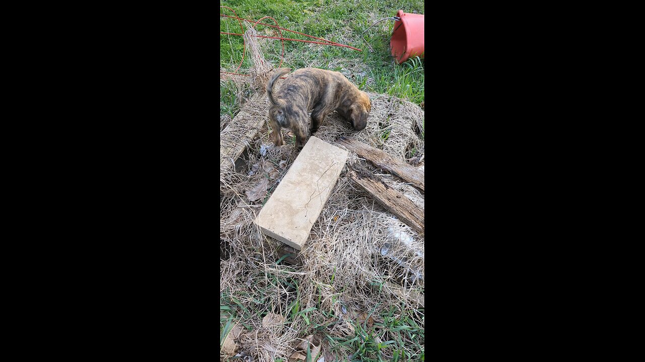 Boerboel Puppy Hunting Rodents