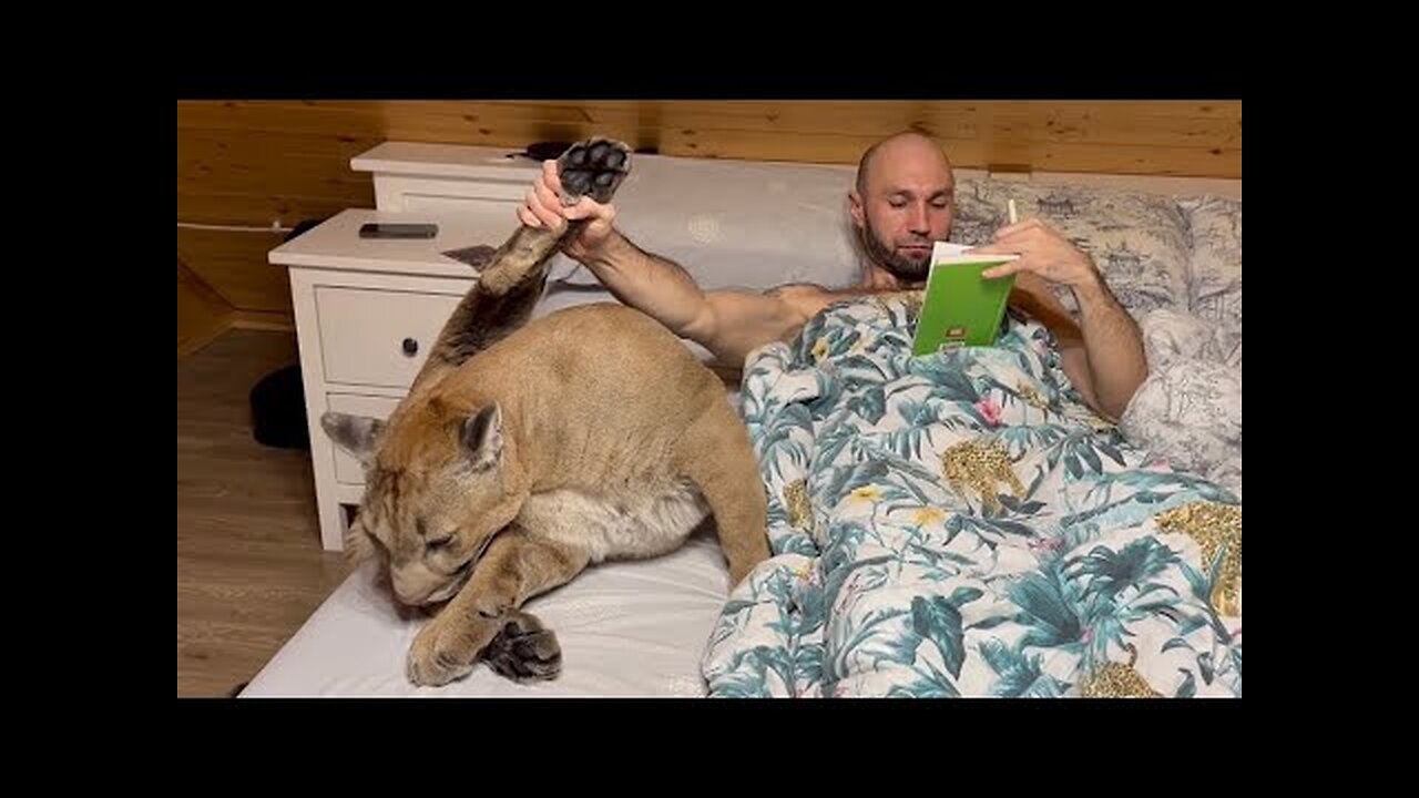 How the puma Messi goes to bed at night. Cuddling with a cougar