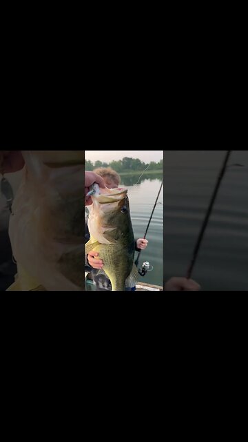 Big Bass 8 pounds #largemouthbassfishing