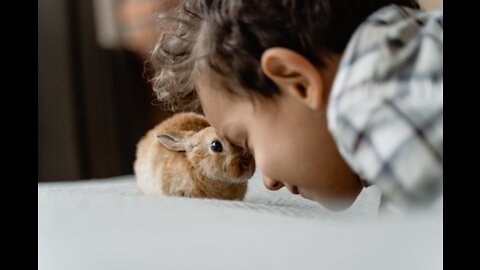 Animals compilation Cute 🐯😺🐰🐥 | Funny animals