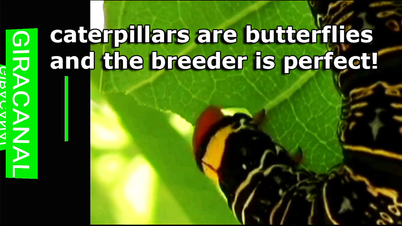 caterpillars are butterflies and the breeder is perfect