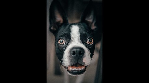 Watch 5 of the best WKC Dog Show moments to celebrate National Puppy Day