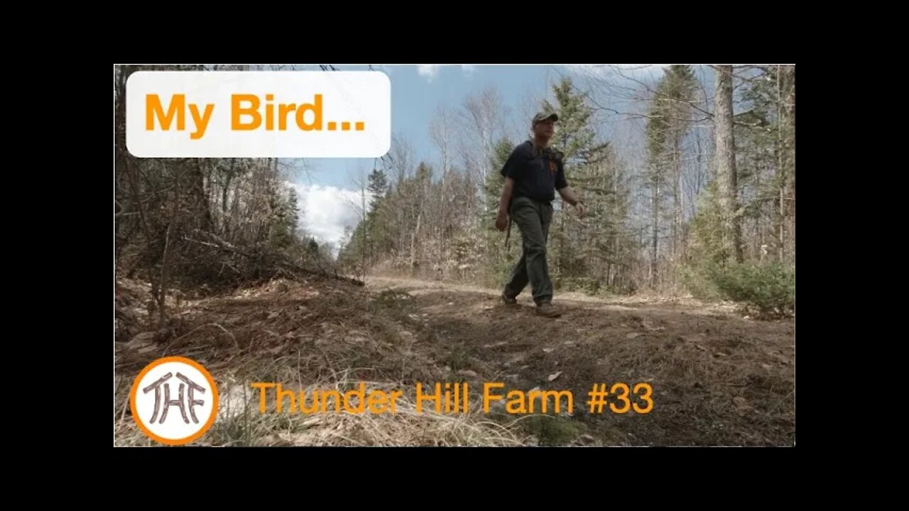 Thunder Hill Farm #33 - My Bird...