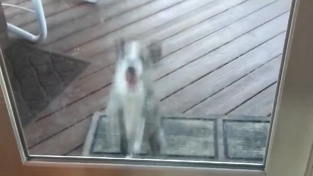 Dog Can’t Stop Jumping While Trying To Catch Ball Through Glass Door