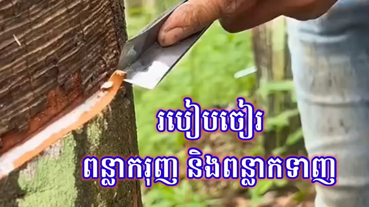 មកទស្សនាការចៀជ័ ទាំងពន្លាក រុញ និង ទាញ ទាំងអស់គ្នាបាទ!